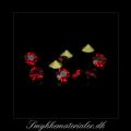 20092267, Swarovski Facetsten (Light Siam),  2,65 mm